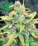 Bubba Cheese Auto fem (Humboldt Seeds) семена конопли