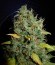 White Widow x Big Bud fem (Female Seeds) семена конопли