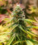 Pink Rozay fem (Original Sensible Seeds) семена конопли