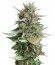 Strawberry Blue fem (World of Seeds) семена конопли
