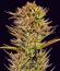 Thin Mint x Sour Pinot Auto семена конопли