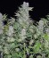 Double Dutch reg (Serious Seeds) семена конопли