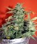Speed Devil #2 Auto fem (Sweet Seeds) семена конопли