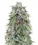 Auto NL fem (Female Seeds) семена конопли