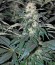 Hashberry reg (Mandala Seeds) семена конопли