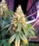 Monster Moby (Monster Genetics) семена конопли