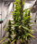 Auto Northern Lights XXL fem (00 Seeds) семена конопли