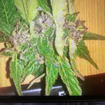 sweet-mix-auto-fem-sweet-seeds.jpg