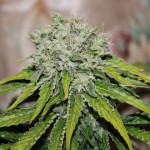 northern-lights-pyramid-seeds.JPG