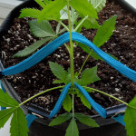 auto-white-widow-fem-pyramid-seeds.jpg