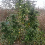 amherst-sour-diesel-humboldt-seeds.jpg