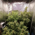 fruit-punch-auto-heavyweight-seeds.jpg