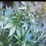 sweet-mix-auto-fem-sweet-seeds.jpg