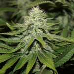 northern-lights-pyramid-seeds.JPG