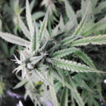 fruit-punch-auto-heavyweight-seeds.jpg