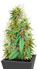 Medical 49 CBD+ fem (Vision Seeds)