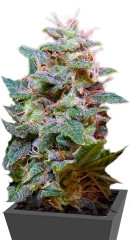 Sweet Purple fem (Paradise Seeds)