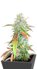 Bruce Banner fem (Cali Buds Seeds)