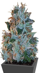 Bubblelicious regular (Nirvana Seeds)