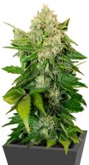 Chronic regular (Serious Seeds)