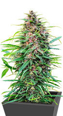 Fast N' Glorious reg (Mandala Seeds)