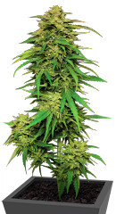 Mango Sherbert Auto fem (Humboldt Seed Company) семена конопли