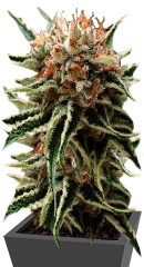 Auto Shark fem (Pyramid Seeds)