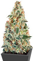 Super Skunk Auto fem (Dr. Krippling Seeds)