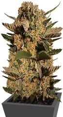 CBD Blue Shark fem (Barney's Farm)