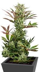 Deep Cheese fem (Dinafem Seeds)