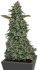 Grape Muerte Auto fem (Barney's Farm)