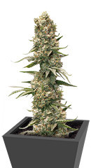 HiFi 4G fem (Dutch Passion)