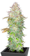 Jungle Lava fem (Original Sensible Seeds)