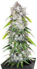 Papaya Cookies Auto fem (FastBuds) семена конопли