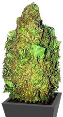 Short & Sweet Auto fem (Heavyweight Seeds)