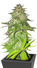 Lord Kush fem (Delicious Seeds)