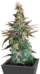 A-Train fem (TH Seeds)