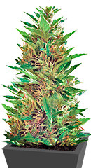 Blueberry Bliss Auto Fem (Vision Seeds)