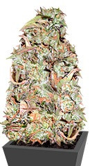 Buzz Light Gear fem (Dr. Krippling Seeds)