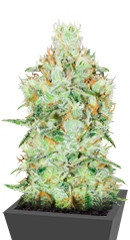 Jagg Kush fem (Delicious Seeds)