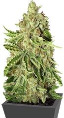 LA Ultra fem (Resin Seeds)