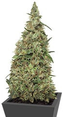 Patel's Cornershop Surprise fem (Dr. Krippling Seeds) семена конопли