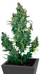 Tundra #2 Auto fem (Dutch Passion)