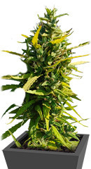 Lemon Cake Auto fem (High Speed ​​Buds)