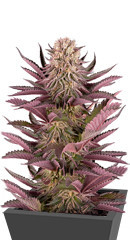 Mimosa X Orange Punch fem (Barney's Farm)