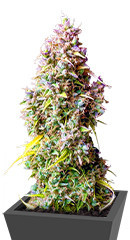 Strawberry Gorilla Auto fem (FastBuds) семена конопли