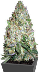 Chronic Monster XXL fem (Victory Seeds) семена конопли