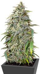 ICE fem (Female Seeds)