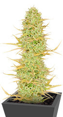 Original Auto White Widow fem (FastBuds)