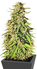 Purple Maroc fem (Female Seeds)